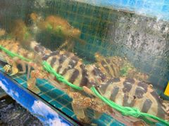 -坛南湾阿强农家乐.海鲜大排档老字号(福州地标美食店)