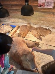 -Zoolung Zoolung动物主题公园(海信广场店)