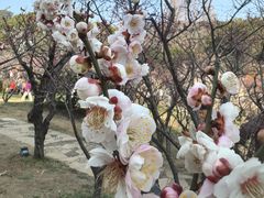 -无锡梅园公园