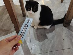 -猫小院猫主题餐厅(南锣旗舰店)
