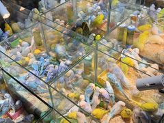 -青石桥花鸟鱼虫市场(叠翠城店)