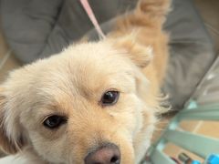 -顺强宠物诊所·狂犬免疫·夜诊·骨科(嘉定店)