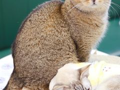-安格丽娜·狗咖·猫咖羊驼咖(春熙路百盛商场店)