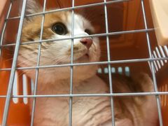 -纳吉亚猫专科动物医院·北北分院