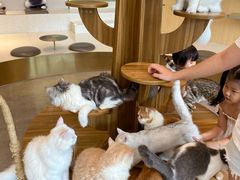 -飞行喵MR PILOT|猫舍·猫咖(静安大融城店)