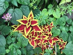 -深圳仙湖植物园