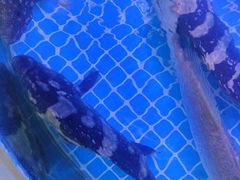 -老太太海鲜城(森林公园任家台店)