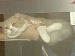 -艾贝尔宠物医院·24H转诊中心·肿瘤猫专科(江宁双龙店)