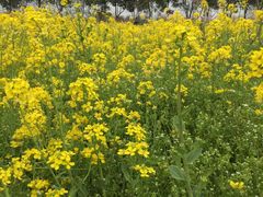 -南汇桃花村