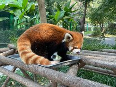 -常州淹城野生动物世界