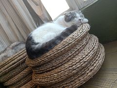 -猫猫幼稚园·撸猫·桌游·电玩