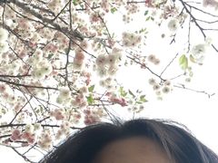 -天适樱花悠乐园