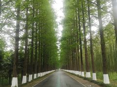 -黄海国家森林公园