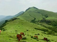 -大姆山草场