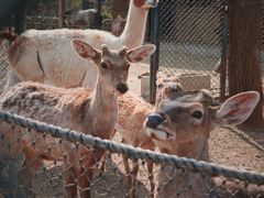 -大连森林动物园