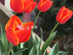 -锡师附小学(学前街校区)
