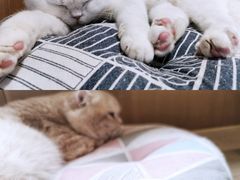 -CAT’S MEWSTAR CAFE·喵星球猫屋(晴湾咖啡店)
