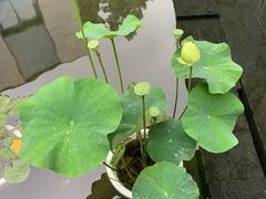 -九里云松·天香餐厅