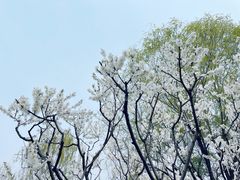 -海淀公园