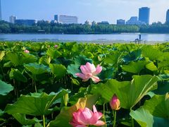 -莲花池公园