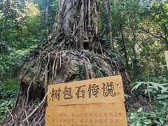 -莫里热带雨林景区