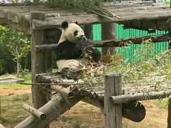 -西霞口神雕山野生动物世界