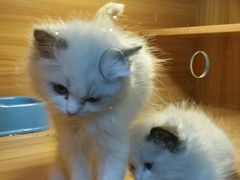 -猫十亿·布偶金渐层·曼基康矮脚猫舍(青年路店)