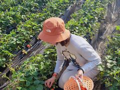 -昌平兴寿秀秀草莓采摘园