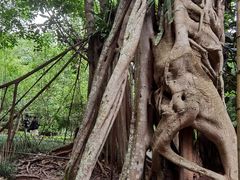 -中国科学院西双版纳热带植物园