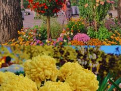 -上海共青森林公园