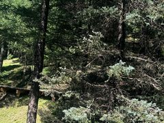 -芦芽山旅游度假区