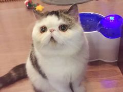 -爱宠屋pet shop·宠物洗澡·宠物美容