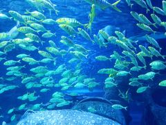 -太平洋海底世界