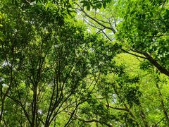 -梧桐山风景名胜区