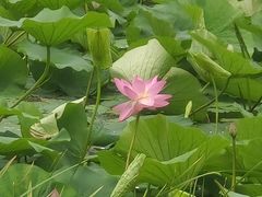 -北陵公园