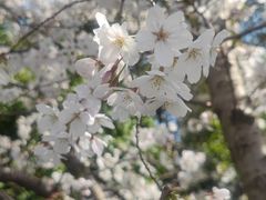-高东镇樱花园