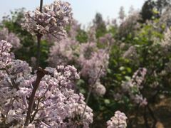 -永定河休闲森林公园