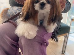 -帕帕拉兹宠物(亚洲旗舰店)