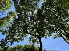 -东莞市大岭山森林公园