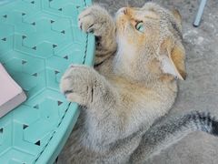 -喵屿·大理花园猫咖