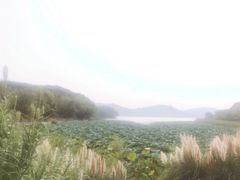 -东湖落雁景区