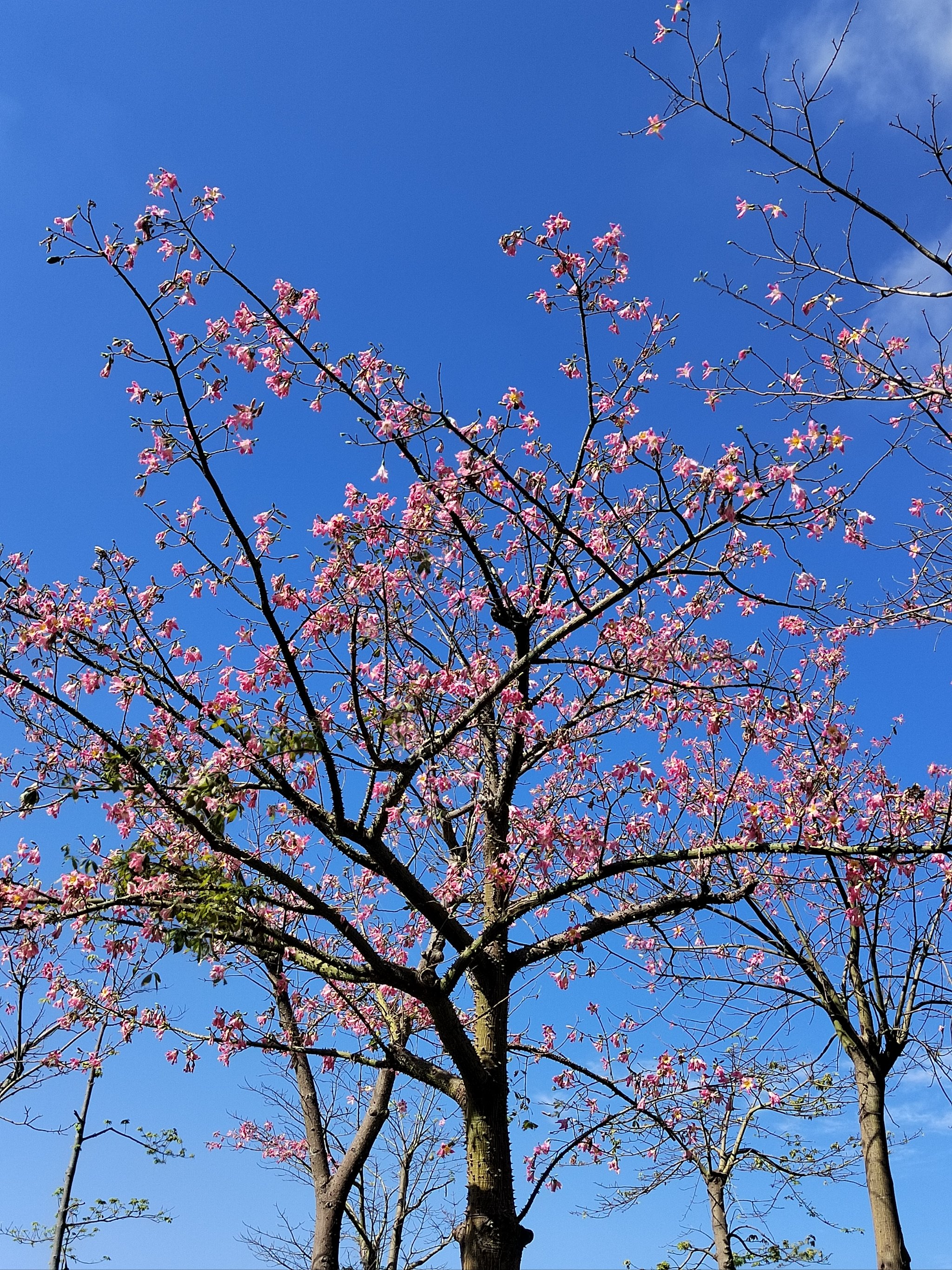 珠海横琴花海长廊图片图片