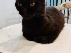 -猫房·猫吧·猫咖(龙湖时代汇店)