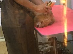 -小呆的宠物店·宠物售卖·宠物寄养(城西店)