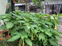 -大隐花事(熊婆婆的花园店)