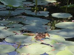 -北陵公园