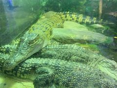 -迪拜水族馆及水下动物园