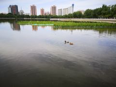-莲花池公园