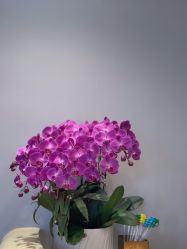-超级奈尔宝SUPER NEOBIO(杭州星光店)