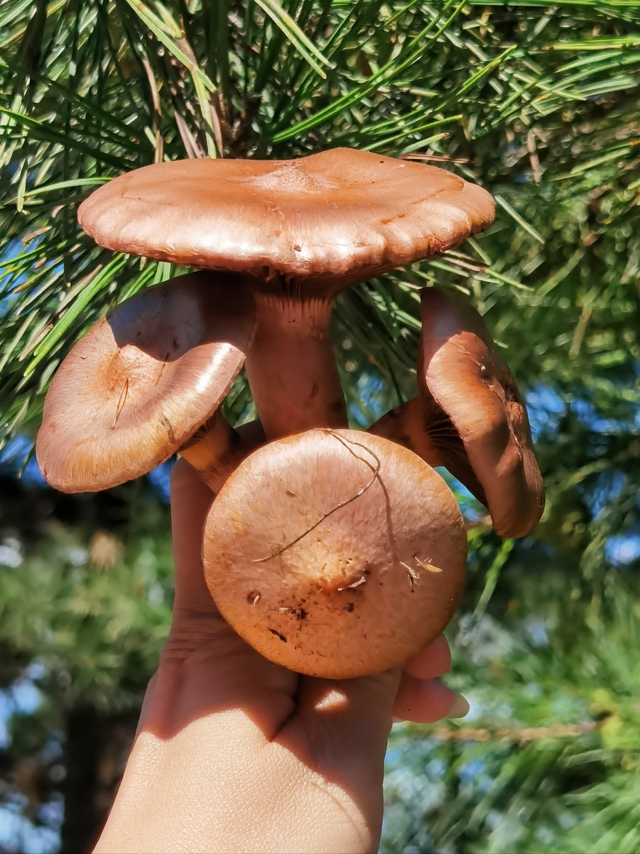 这个蘑菇🍄你认识吗?